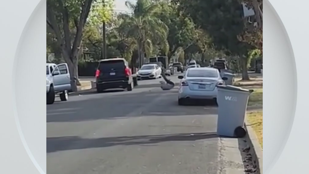 Federal immigration vehicle hits pedestrian in Woodland, police say — CBS Bay Area (KPIX), St. Helena Health news