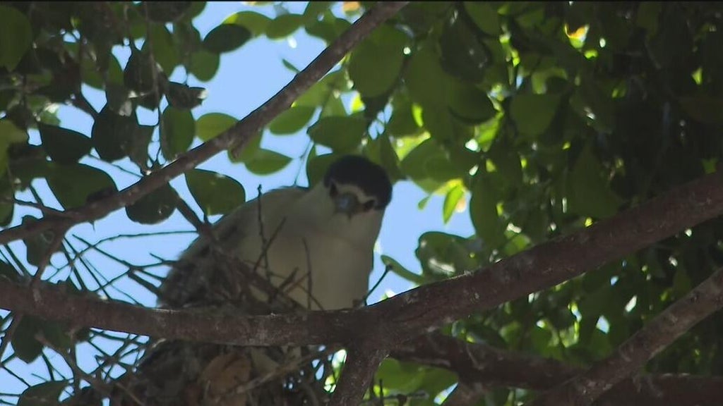 Oakland's official bird among those threatened with removal of downtown trees for housing complex — CBS Bay Area (KPIX), St. Helena Real Estate news