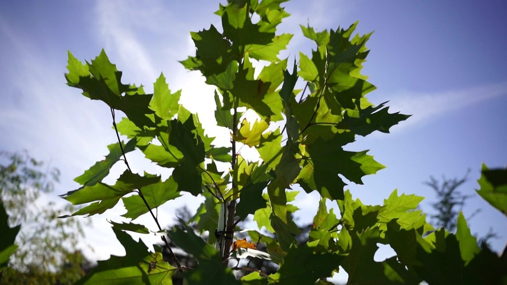 St. Paul city employees help plant trees at church in Rondo neighborhood — WCCO / CBS Minnesota, St. Helena Real Estate news