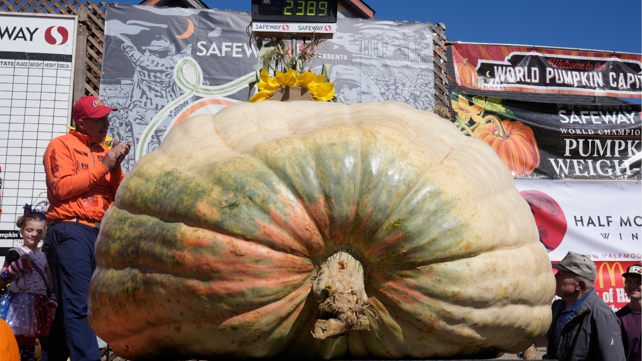 A giant pumpkin named Rocky gives a champion grower his California comeback
— ABC 7 Bay Area, St. Helena Schools news