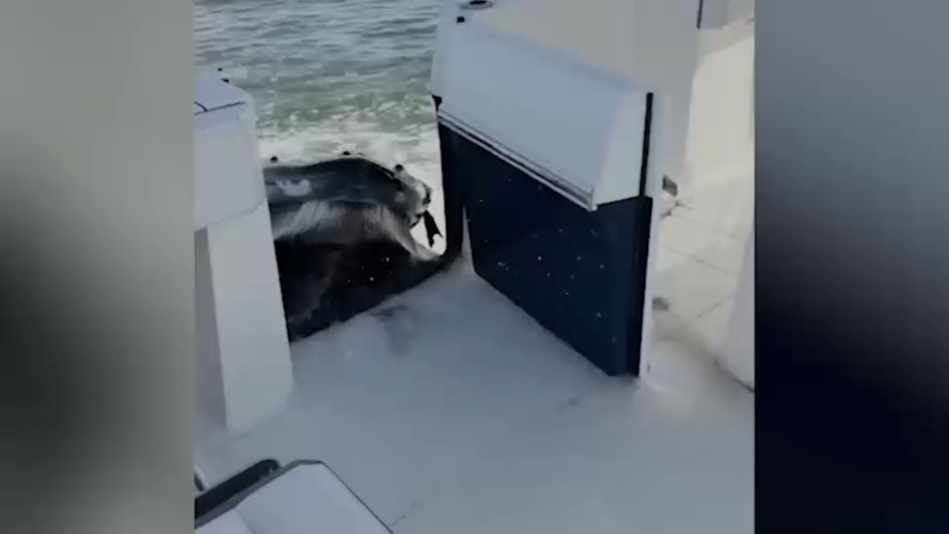 Video captures humpback whale crashing into boat off Long Island
— ABC 7 Bay Area, St. Helena Community news
