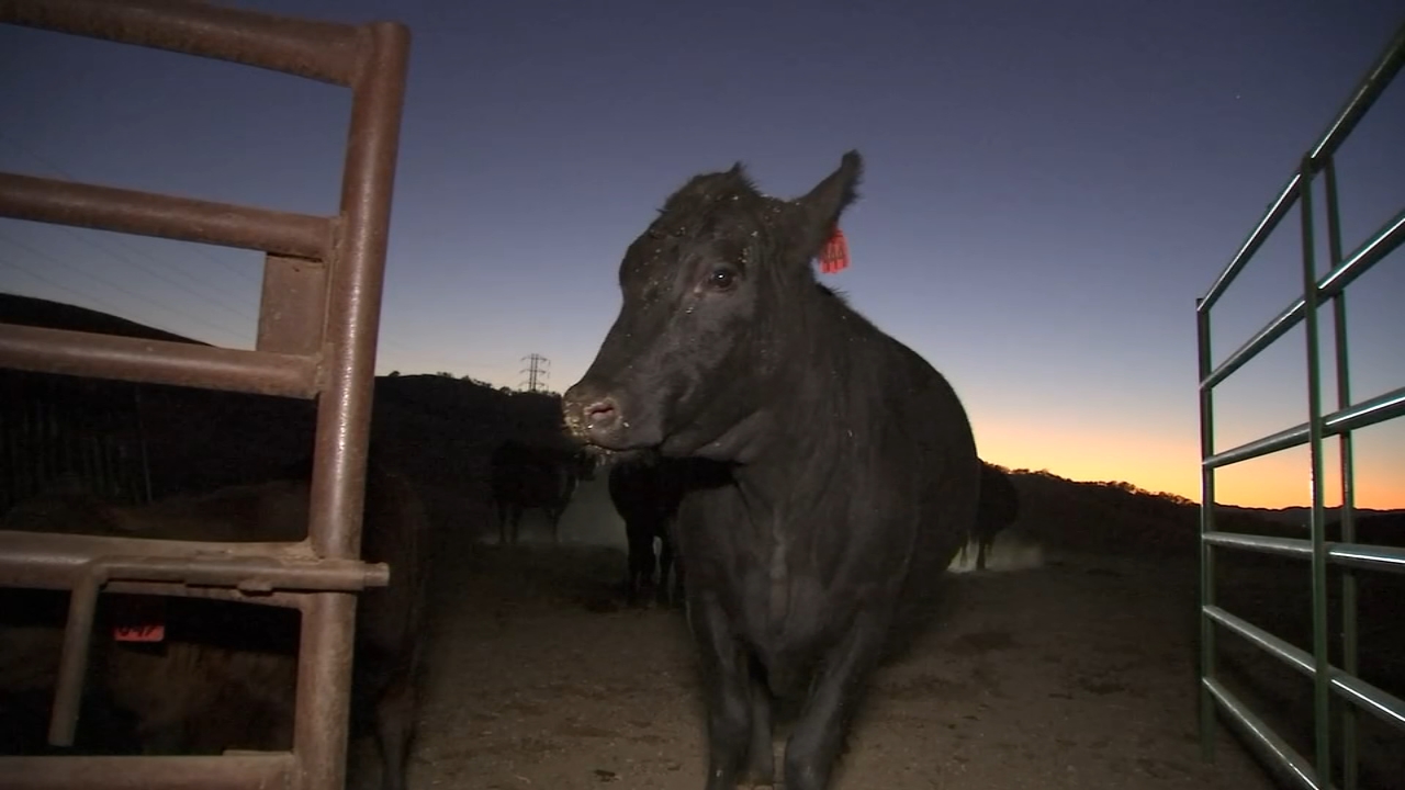 PG&E Public Safety Power Shutoffs leave Bay Area ranchers, residents frustrated
— ABC 7 Bay Area, St. Helena Community news