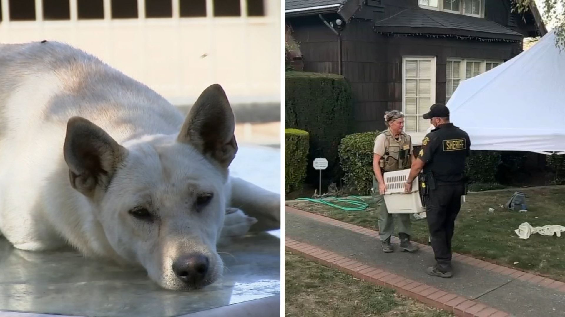 44 dogs removed from Vallejo 'hoarder' home linked to convicted breeder in animal cruelty case
— ABC 7 Bay Area, St. Helena Real Estate news