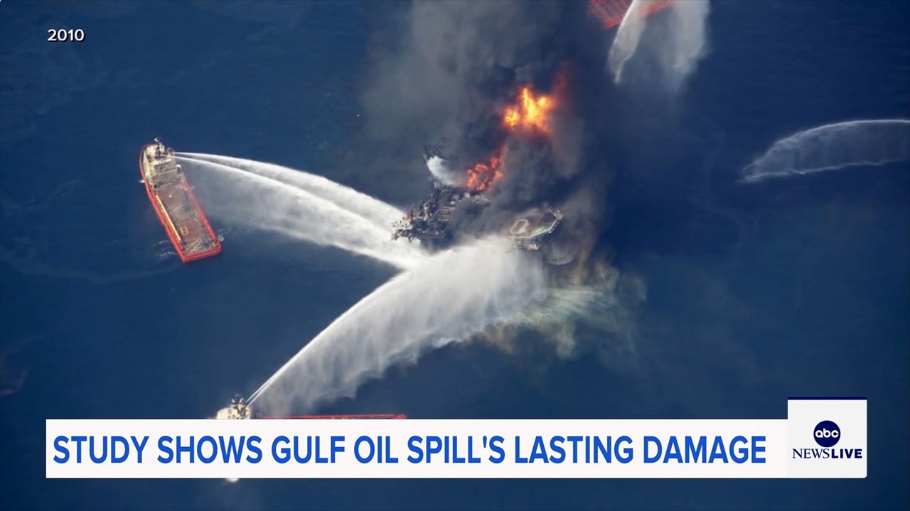Marine life dramatically declined in Gulf of Mexico in years after BP oil spill, study finds
— ABC 7 Bay Area, St. Helena Community news