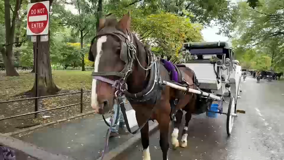 New York City Council passes law to phase out horse-drawn carriages by 2028
       — ABC 7 Bay Area, St. Helena Government news