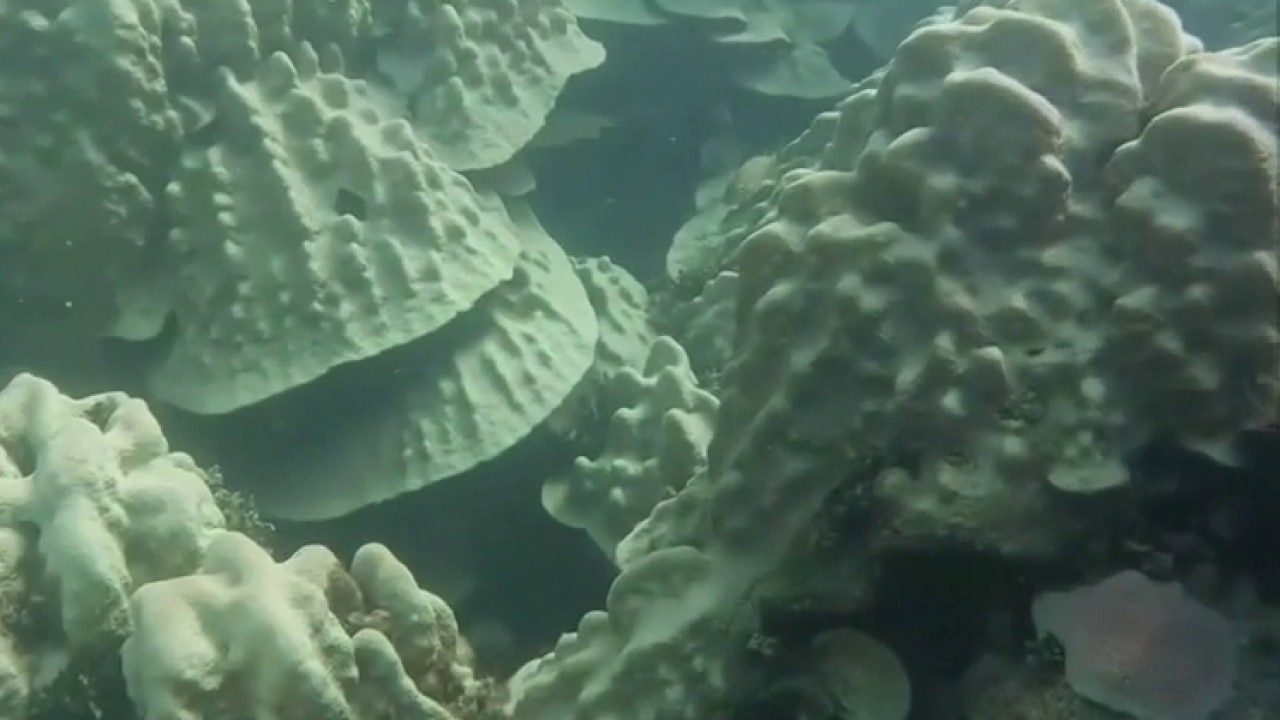 Stanford scientists discover method to help coral recover from bleaching — KTVU FOX 2 Bay Area, St. Helena Health news