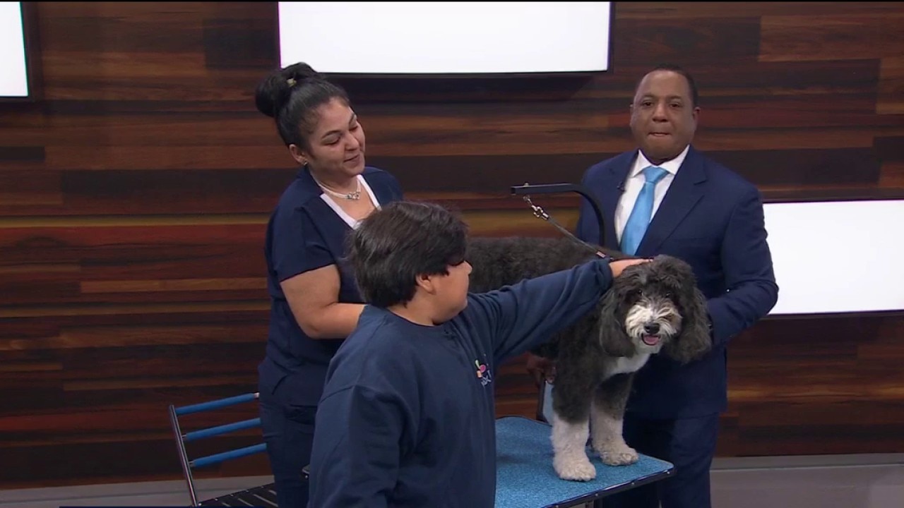 Your dog grooming questions answered — KTVU FOX 2 Bay Area, St. Helena Business news