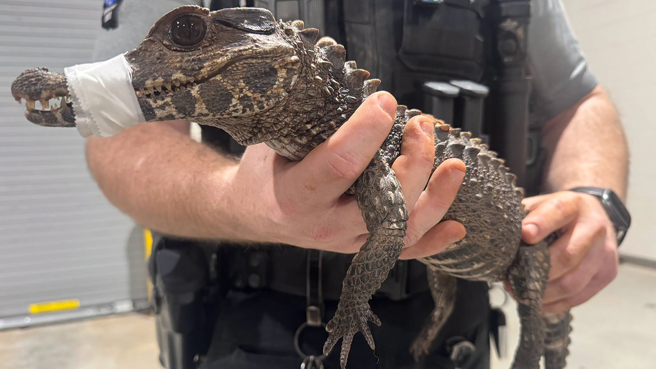 Watch: Deputies in Oklahoma capture escaped caiman after months on the loose — KTVU FOX 2 Bay Area, St. Helena Community news